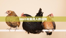 2023年属鸡人的运势(喜迎贵人事业顺利财运亨通)