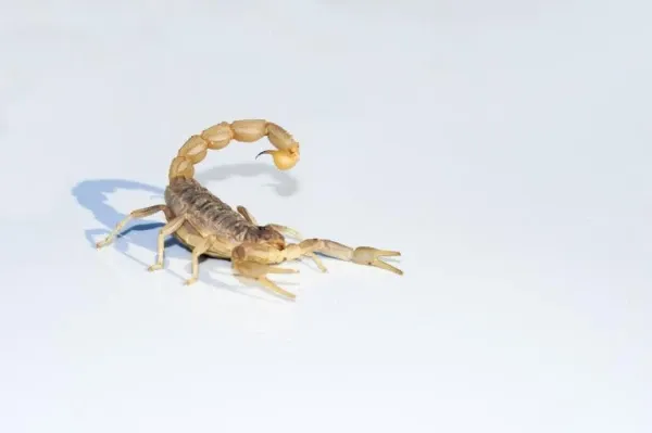 天蝎座2025年事业转折点