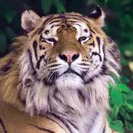 揭秘十二生肖的隐藏短板：这些缺点你中招了吗？