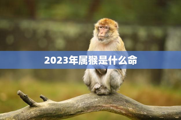 2023年属猴是什么命(猴年大吉财运亨通)