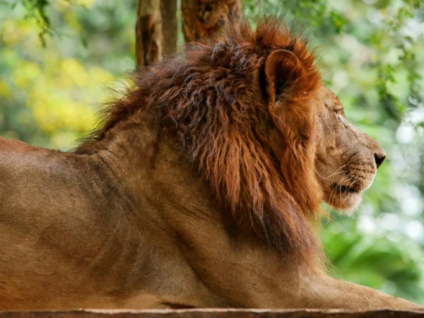 狮子座今日运势解析