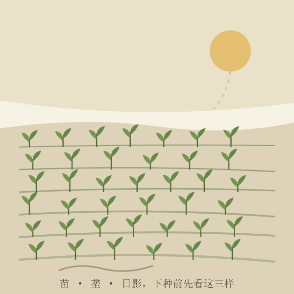 田垄上刚栽下的幼苗与远处的日影